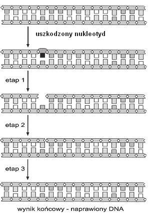 12 Próbny egzamin maturalny z biologii Zadanie 22. (3 pkt) Allel warunkuj cy ciemn barw oczu jest dominuj cy B, a allel warunkuj cy oczy b kitne jest recesywny b.