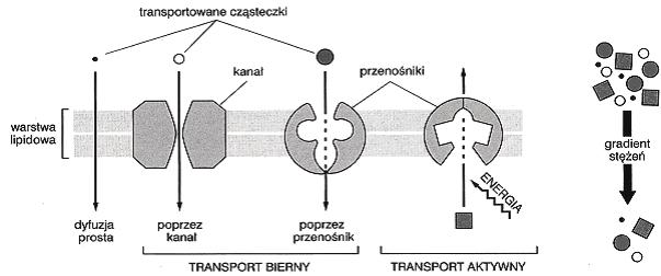 Próbny egzamin maturalny z biologii 5 Podaj numery oraz nazwy dwóch organelli komórki spo ród 1 4, które s ograniczone dwiema b onami lipidowo bia kowymi....... Zadanie 7.