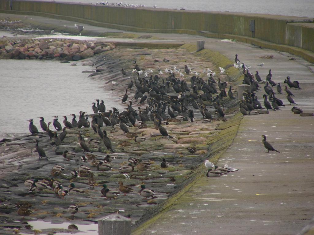 Dokąd wędrują polskie kormorany