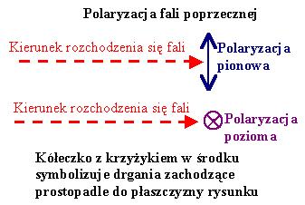 Drgania poprzeczne mają dodatkową uzupełniającą właściwość zwaną polaryzacją. Polaryzacja określa dodatkowo kierunek w przestrzeni wzdłuż którego zachodzi drganie.