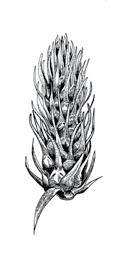 Przegląd Przyrodniczy XXVIII, 3 (2017): 11-17 Krzysztof Spałek WIDŁACZEK TORFOWY LYCOPODIELLA INUNDATA (L.) HOLUB W STAWACH HODOWLANYCH NA ŚLĄSKU The Marsh Clubmoss Lycopodiella inundata (L.