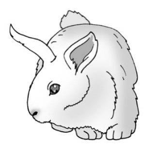 królik