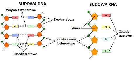 przypadku RNA długość podawana jest w NUKLEOTYDACH (nt) mierzona w jednostkach liczbowych nie należących do układu SI: Angstrem (À); 1 À=10-10 m Długość poszczególnych chromosomów człowieka (po