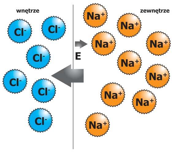 pom pa so do wo -po- ta so wa trans por tu - ją ca ka tio ny K + oraz Na + przez bło nę ko mór ko wą. Jo ny K + są pom po - wa ne do wnę trza, ajo ny Na + na ze - wnątrz ko mór ki.