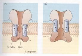 Kanały bramkowane potencjałem wrażliwością na zmiany potencjału błony