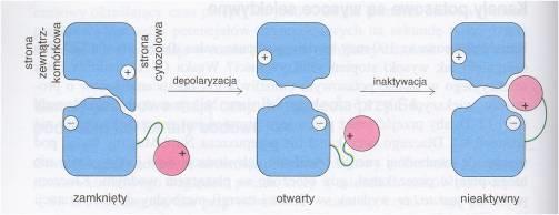 Elementem czułym na zmianę potencjału jest fragment białka naładowany