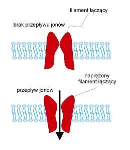 Otwierane naprężeniem błony Otwarcia lub zamknięcia są