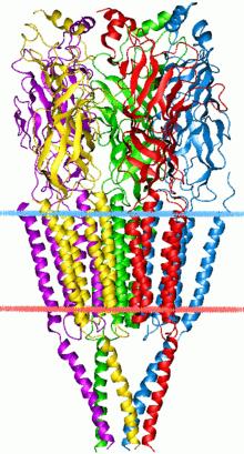 Receptor jonowy (kanał jonowy bramkowany przekaźnikiem) Sprzężony z kanałem jonowym działającym na