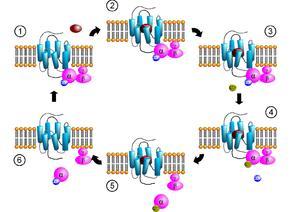 Białka G (Białko N²) białko adaptorowe dla receptora metabotropowego.