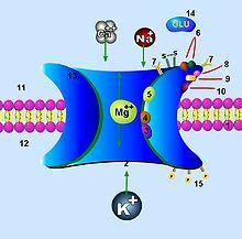 Receptor NMDA NMDA (N-metylo-Dasparaginian) związany z kanałem jonowym przepuszczalnym dla Ca2+, Na+) i K+ zlokalizowany w synapsach Zapamiętywanie i zapominanie