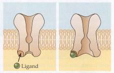 Receptory Metabotropowe receptory muskarynowe receptory histaminowe receptory GABA-B receptory adenozynowe adrenergiczne