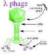 WEKTORY Plazmidy-długość insertu do 1Kb Fagi Kosmidy- długość insertu do 45Kb Wektory wahadłowe/czółenkowe (shuttle vectors) plazmid chromosom ETAPY KLONOWANIA LIGACJA TRANSFORMACJA WYSIEW BAKTERII