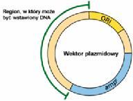 ROZRÓŻNIANIE TRANSFORMANTÓW RODZAJ KOLONII AMPICYLINA X-GAL Bakterie bez plazmidów - - Bakterie z plazmidami niezrekombinowanymi Bakterie z plazmidami