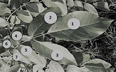 Population dynamics and spatial distribution 31 There is no data in the literature on the detailed spatial distribution of the large walnut aphid on leaflets in walnut composite leaf.
