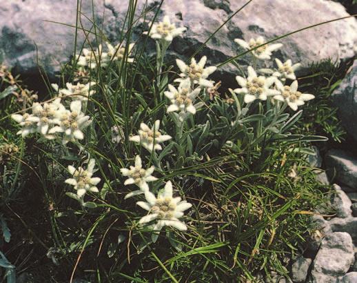 Veæina, uvjerena sam, vjeruje kako æe im baš taj cvijetak neki sumoran sat raspršiti živošæu svojih boja; u bezizlaznu tamu unijeti svjetlo s planina; iz užurbanosti na tren ih vratiti u mir i spokoj