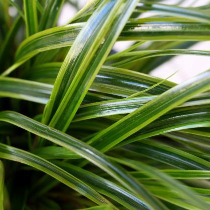 'Everlime' PBR 