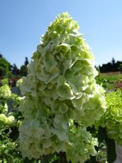 Hydrangea paniculata Polar Bear PBR Hortensja bukietowa Polar Bear Olbrzymie
