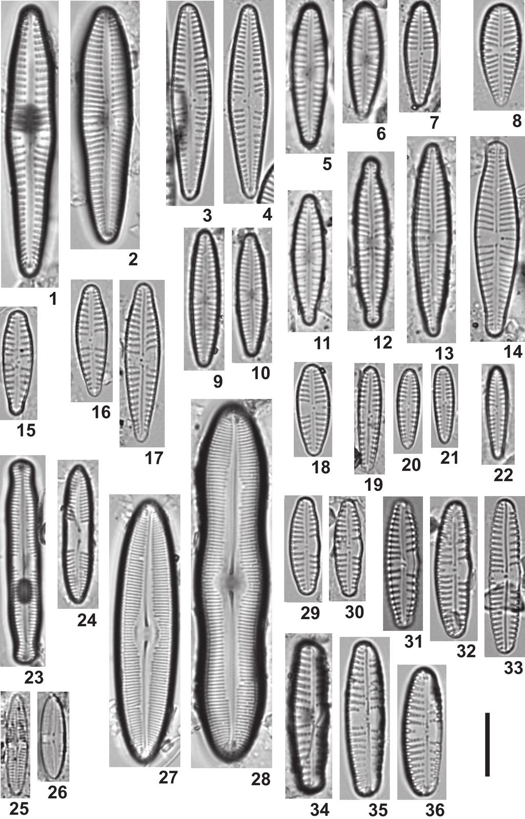 330 ROCZNIKI BIESZCZADZKIE 25 (2017) Ryc. 8. / Fig. 8: 1-2. Gomphonema clavatum, 3-6 (7). Gomphonema angustum, 8. Gomphonema olivaceum, 9-10. Gomphonema variscohercynicum, 11. Gomphonema cf.
