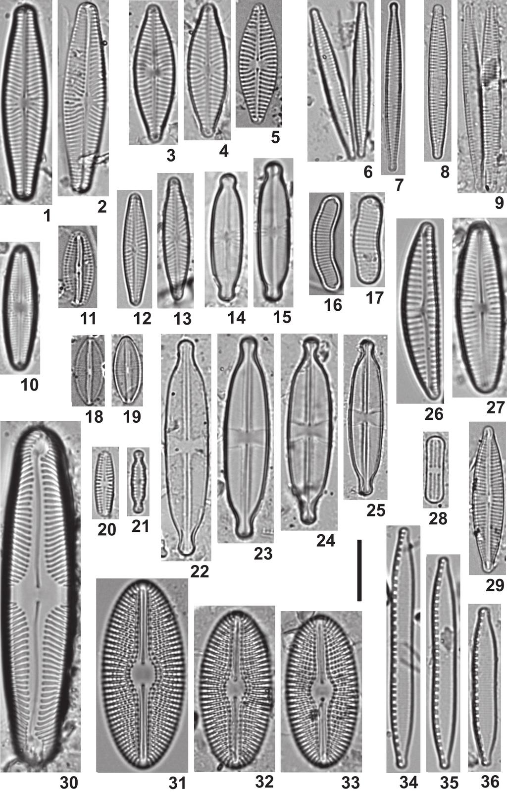 J. Żelazna-Wieczorek, P. Knysak Okrzemki (Bacillariophyta)... 329 Ryc. 7. / Fig. 7: 1-2. Navicula splendicula, 3-5. Navicula moskalii, 6-7. Fragilaria pararumpens, 8-9. Fragilaria rumpens, 10.