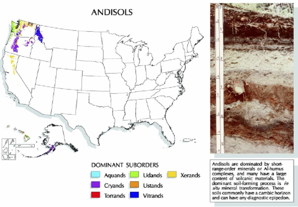 Andosole, gleby wulkanicznwe Aqu