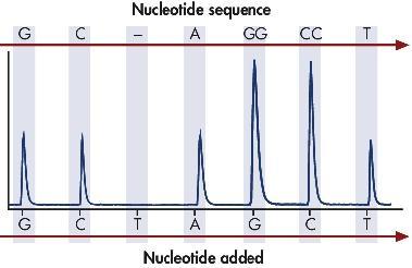 nowych nukleotydów Ilość pirofosforanu zależna od ilości wbudowanych dtp Ilość ATP