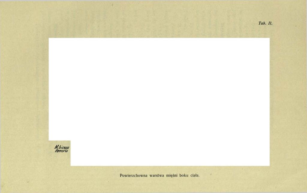 Tab. 11. bf.ę/uteus m ax. b f extensor caudx/ant/us bf.gr/uteusm ed bf.