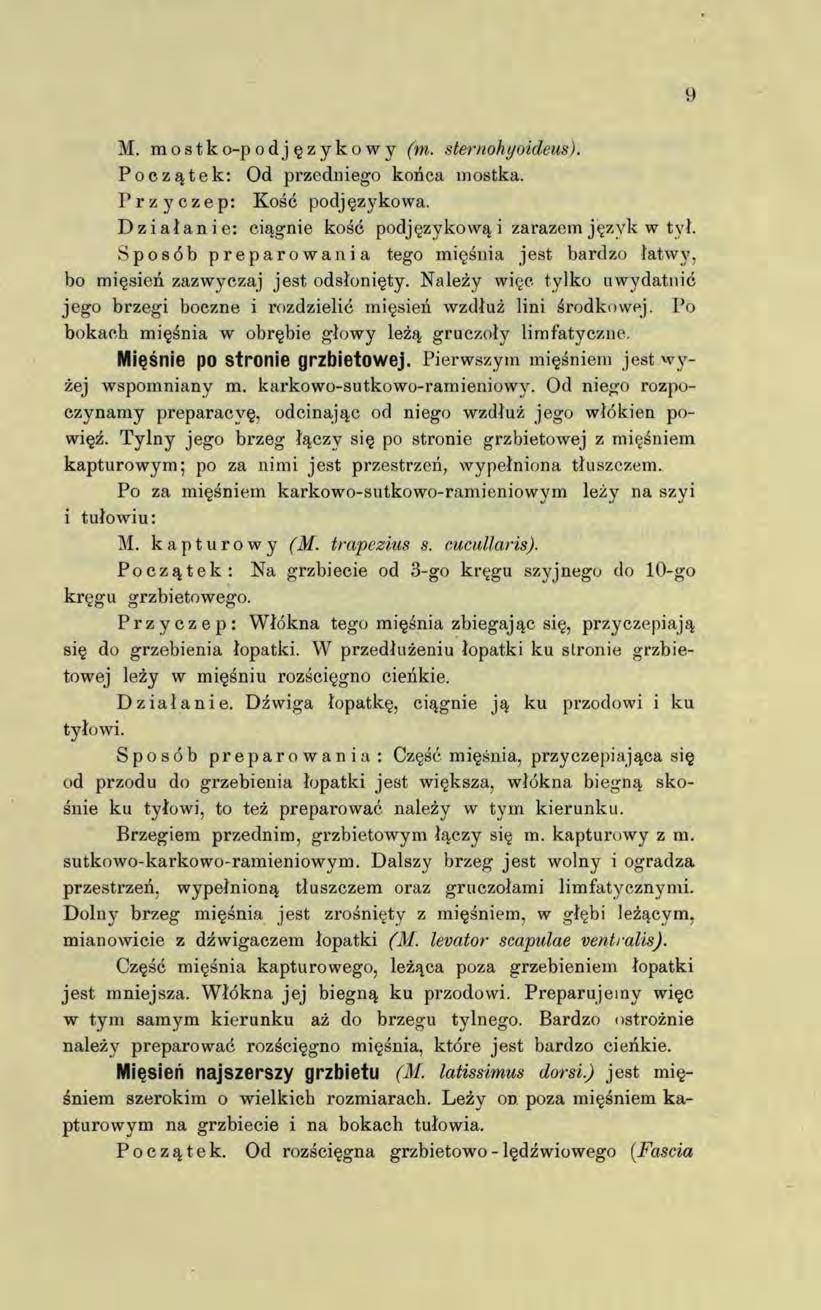 M. m o s t k o-p od językowy (m. sternoh yoideus). Początek: Od przedniego końca mostka. Przyczep: Kość podjęzykowa. Działanie: ciągnie kość podjęzykową i zarazem język w tył.