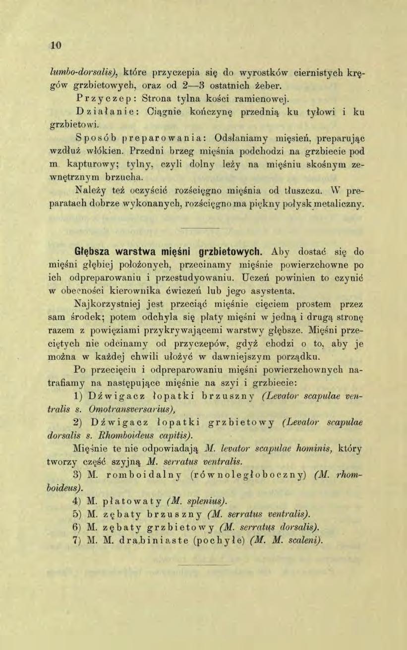 10 lumbo-dorsalis), które przyczepia się do wyrostków ciernistych k ręgów grzbietowych, oraz od 2 3 ostatnich żeber. Przyczep: Strona tylna kości ramienowej.