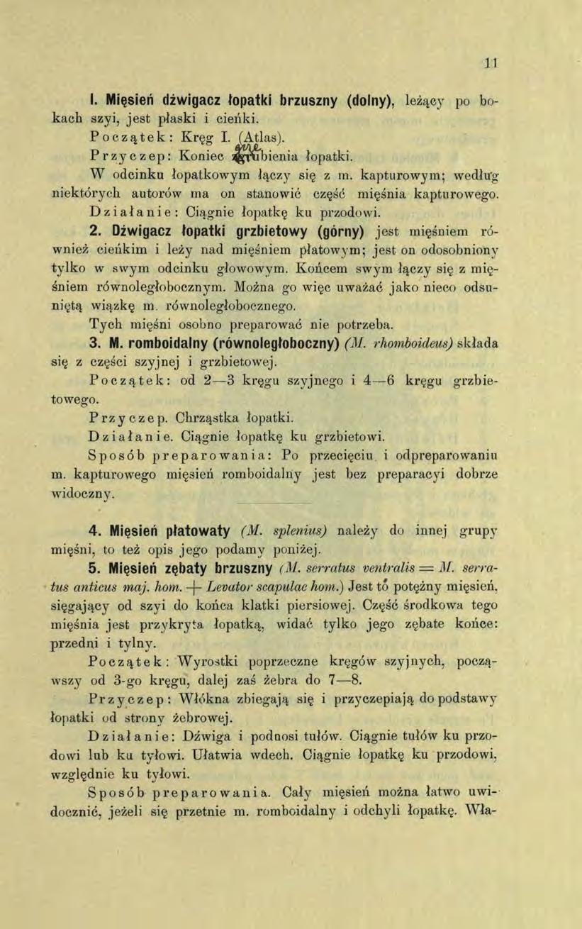 I. Mięsień dźwigacz łopatki brzuszny (dolny), leżący po bokach szyi, jest płaski i cienki. Początek: Kręg I. (Atlas). Przyczep: Koniec g rubienia łopatki. W odcinku łopatkowym łączy się z m.