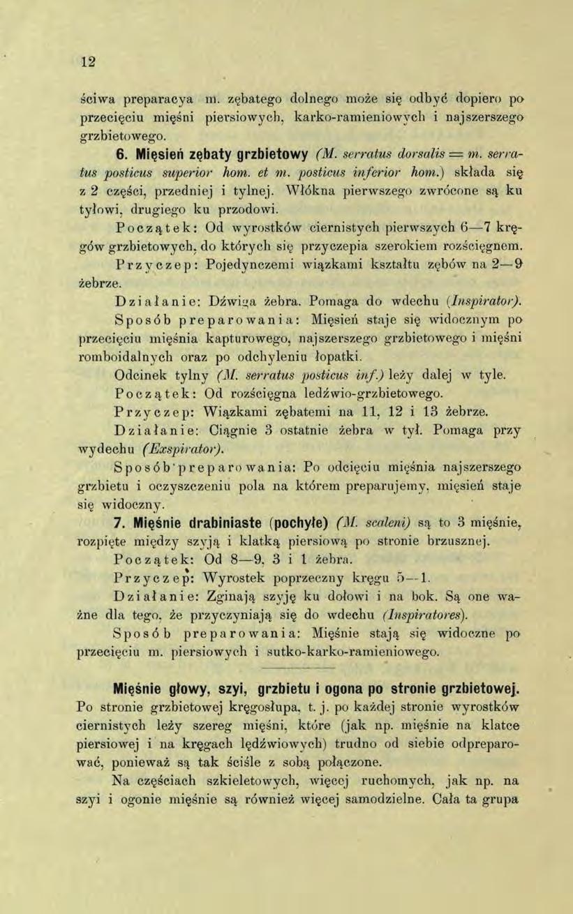 12 ściwa preparacya m. zębatego dolnego może się odbyć dopiero po przecięciu mięśni piersiowych, karko-ramieniowych i najszerszego grzbietowego. 6. Mięsień zębaty grzbietowy (M. serratus dorsalis m.
