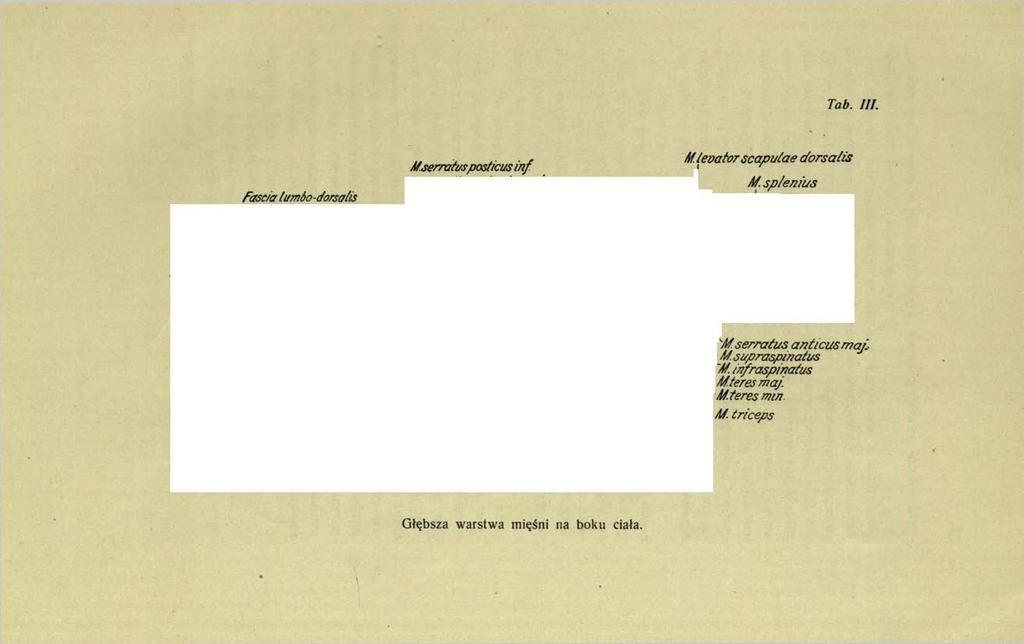 Tab. III. fascia tumbo-dorsalis Mserratusposticus in f Mserratusposticus superior I Mrhomboideus M.