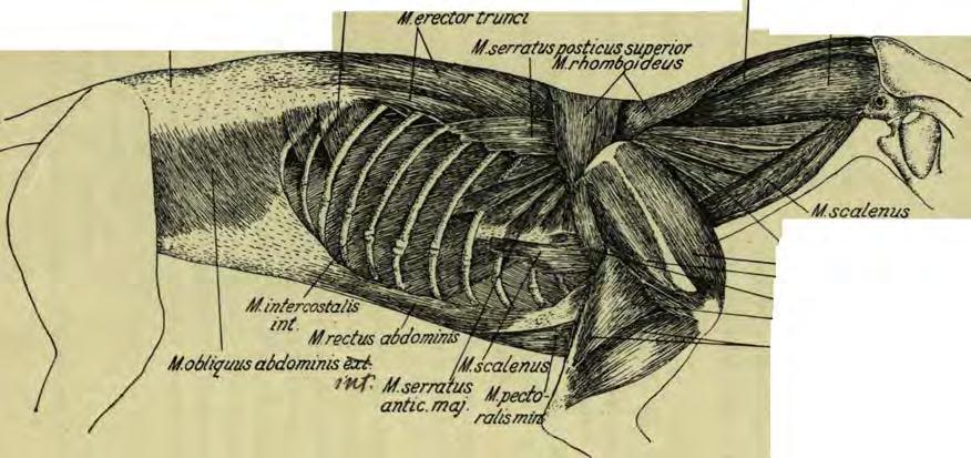 ob/iquus abdominis S ri /M ścalenu. TftT Mserratus antic, maj ratism i illl i Vj'' ' ^ M.