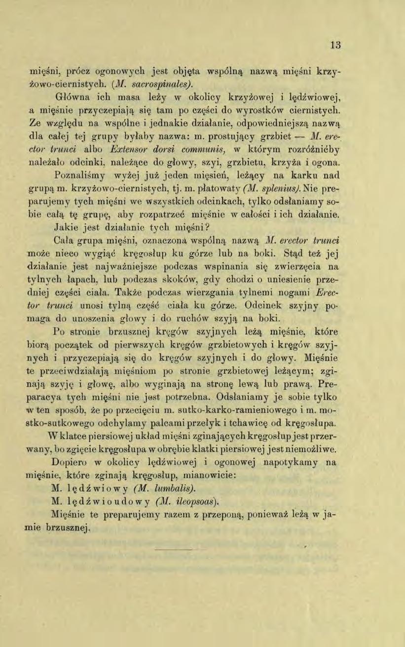 mięśni, prócz ogonowych jest objęta wspólną nazwą mięśni krzyżowo-ciernistych. (M. sacrospinałes).