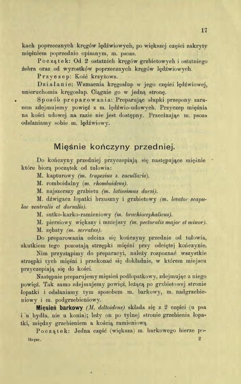 kach poprzecznych kręgów lędźwiowych, po większej części zakryty mięśniem poprzednio opisanym, m. psoas.