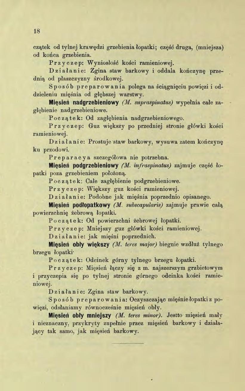 18 czątek od tylnej krawędzi grzebienia łopatki; część druga, (mniejsza) od końca grzebienia. Przyczep: Wyniosłość kości ramieniowej.