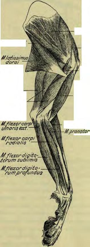 coraco -brac/iia/is M. tensor jaso/ae /U.