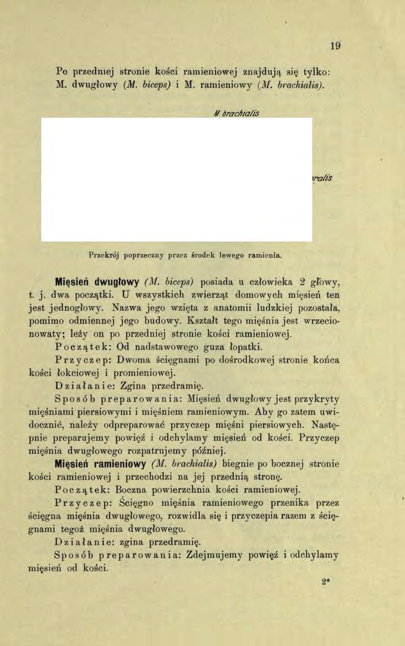 Po przedniej stronie kości ramieniowej znajdują się tylko: M. dwugłowy (M. biceps) i M. ramieniowy (M. brachialis). 19 Mdracbia/is Humerus M brach/oluć cepbabcus -Mpecfora/is m a/ bf.