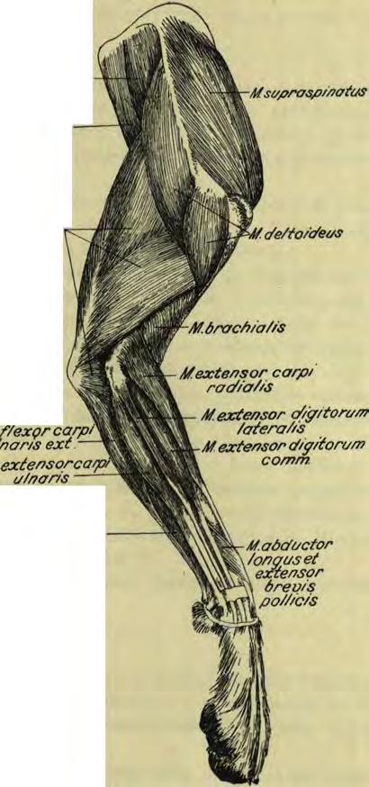 extensor carp/ rad/a//s M.