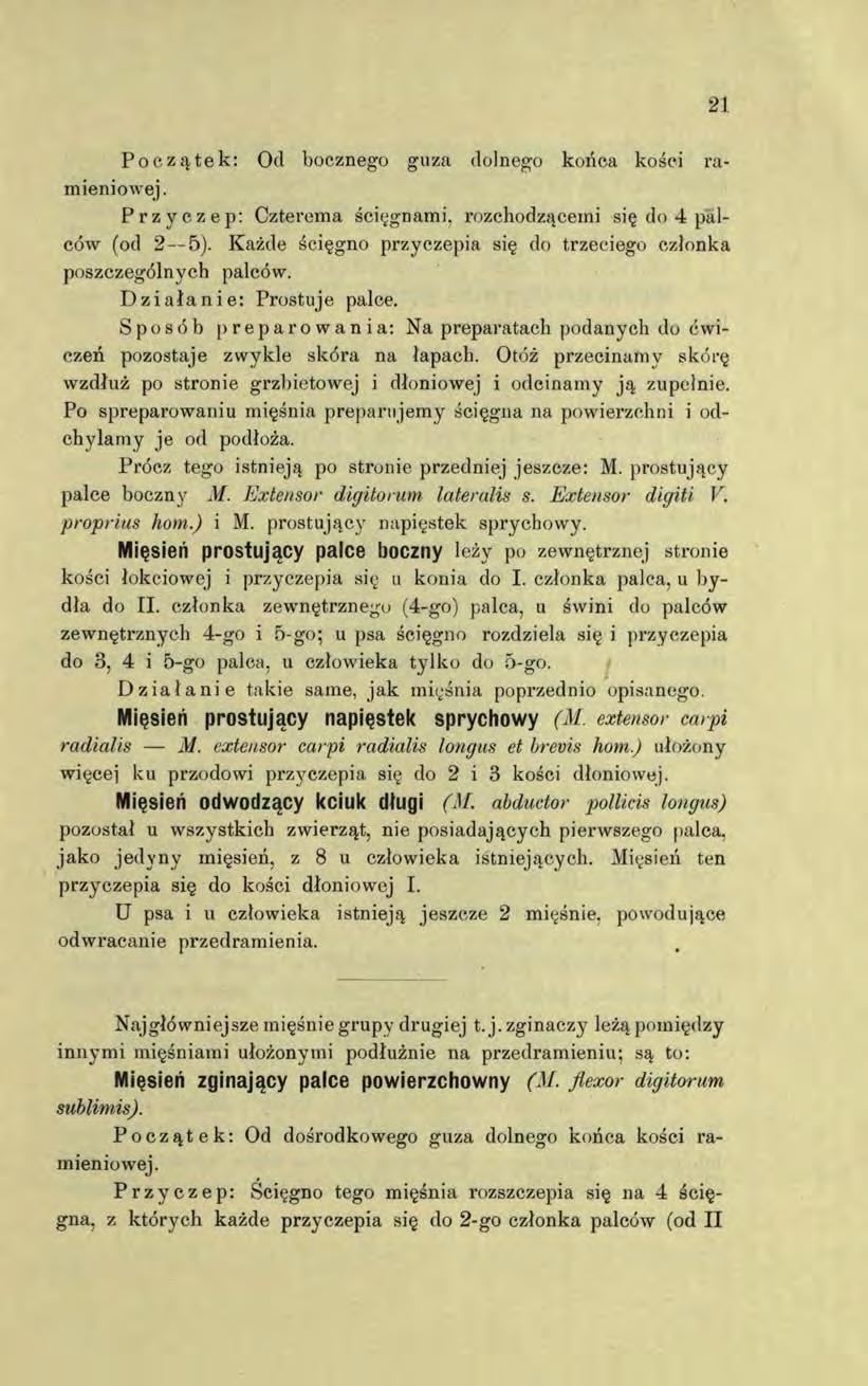Początek: Od bocznego guza dolnego końca kości ramieniowej. Przyczep: Czterema ścięgnami, rozchodząceini się do 4 palców (od 2 5).
