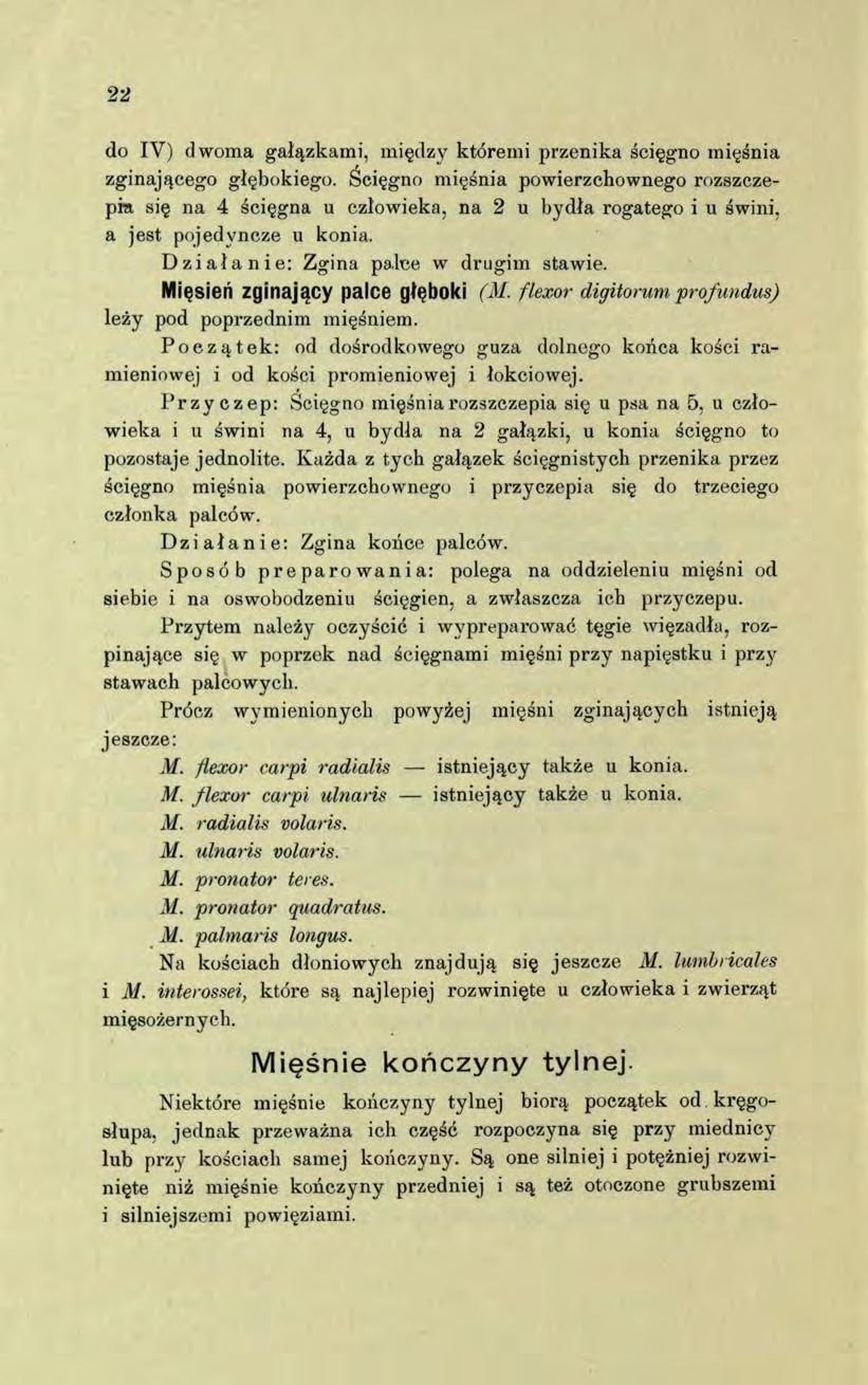 22 do IV) dwoma gałązkami, między któremi przenika ścięgno mięśnia zginającego głębokiego.