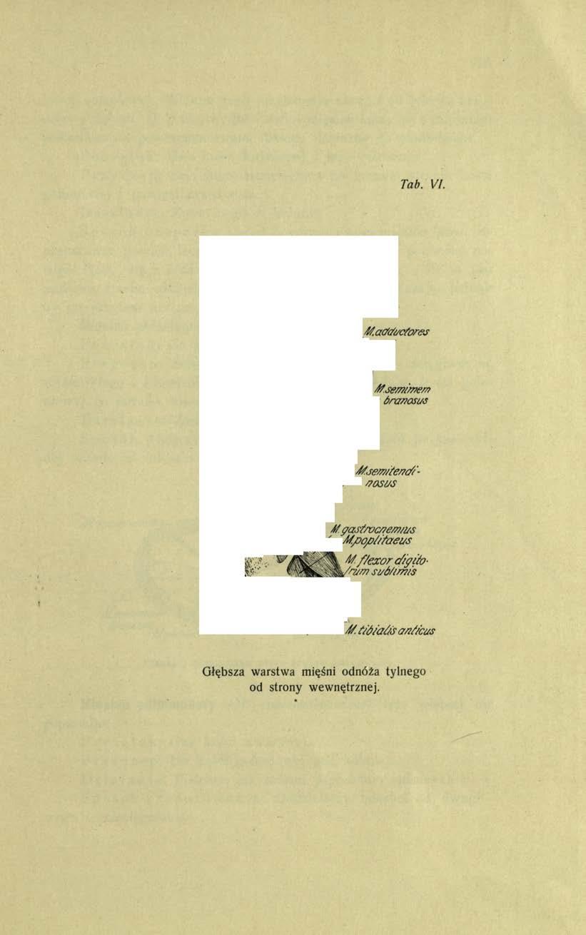 Tab. VI. Myt/aahcqos fem oris M.