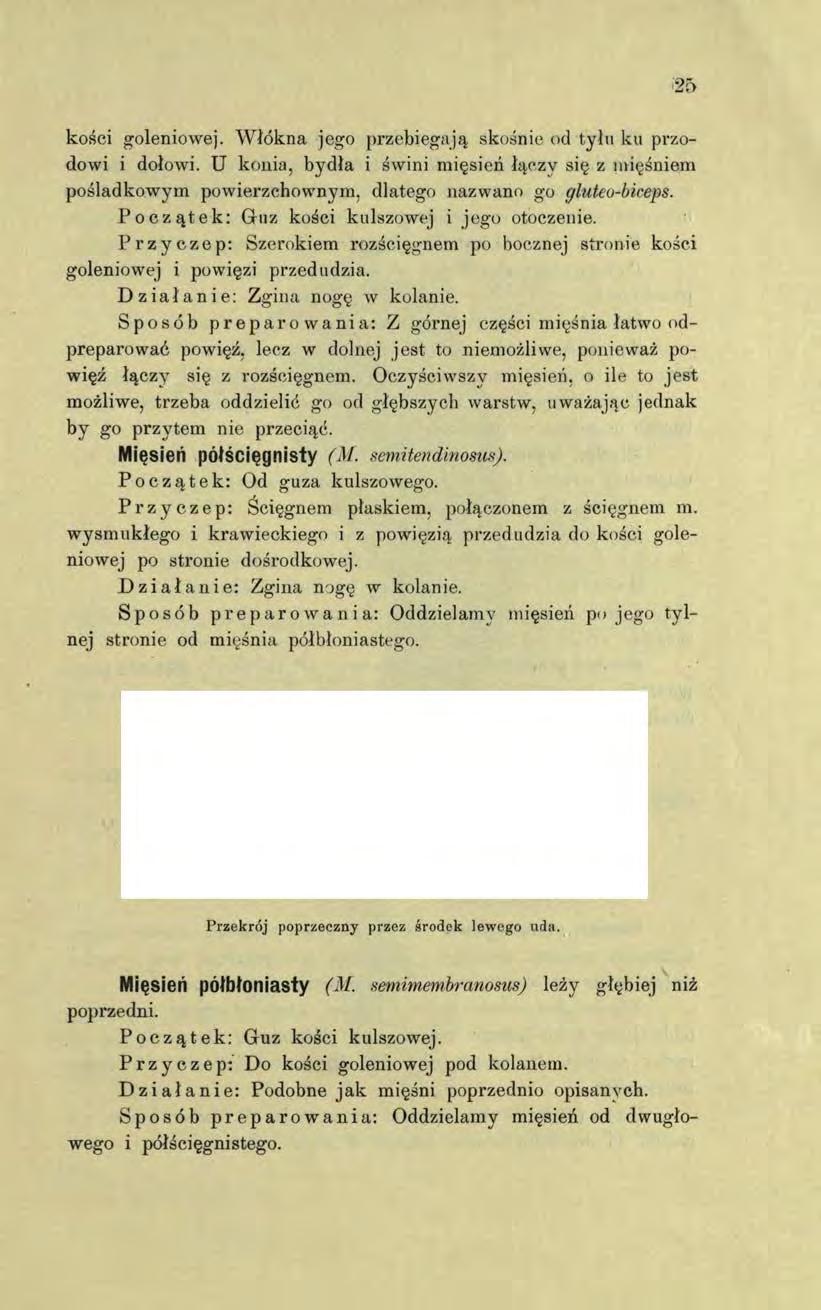 kości goleniowej. W łókna jego przebiegają skośnie od tyłu ku przodowi i dołowi. U konia, bydła i świni mięsień łączy się z mięśniem pośladkowym powierzchownym, dlatego nazwano go gluteo-biceps.