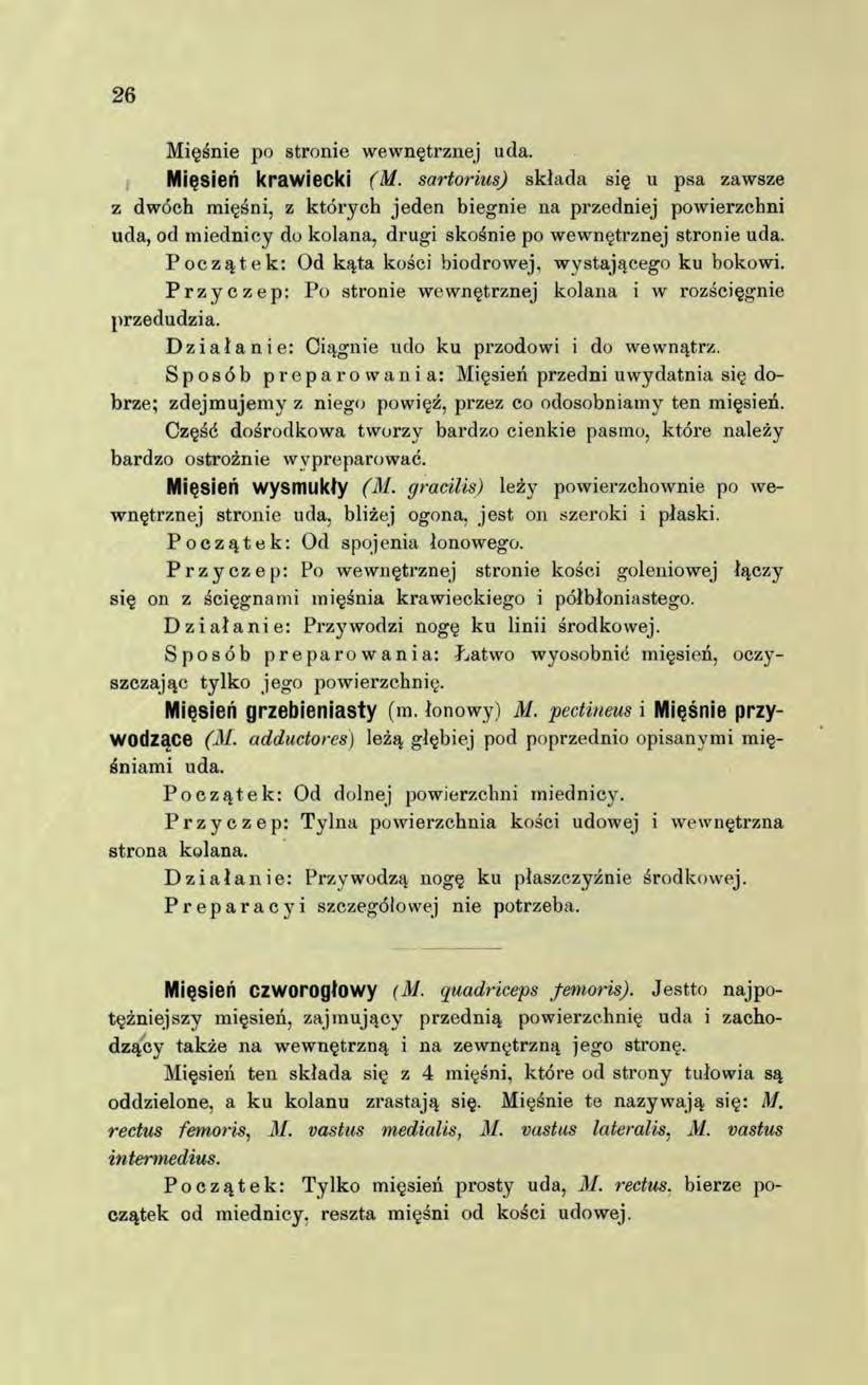 26 Mięśnie po stronie wewnętrznej uda. Mięsień krawiecki (M.