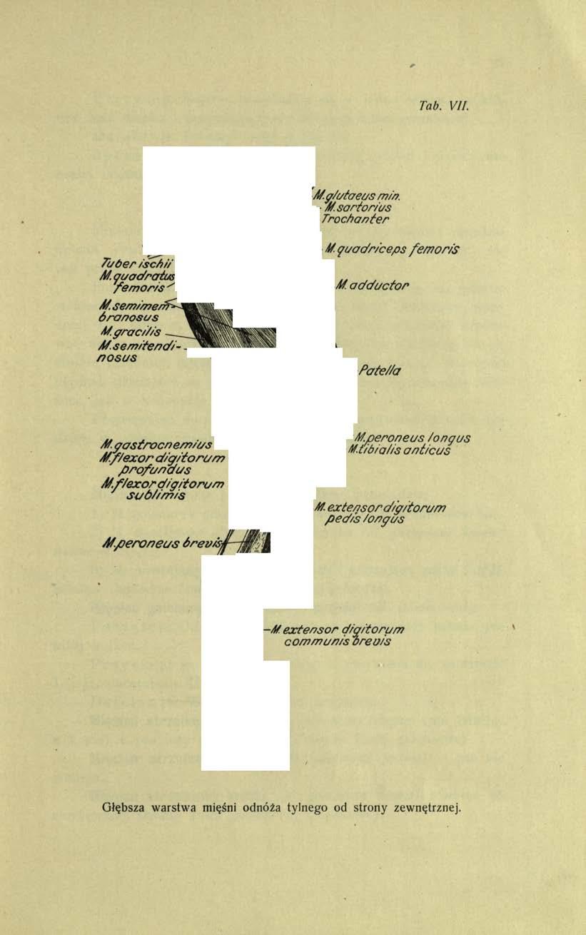 Tab. VII. / / q/utaeus mm. 4/sartor/us T ro ch a n ter Tuber /sch i/' M.