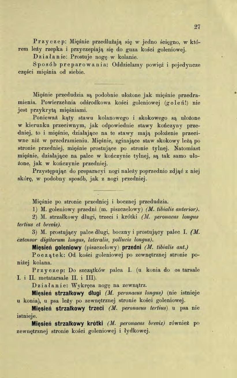 Przyczep: Mięśnie przedłużają się w jedno ścięgno, w którem leży rzepka i przyczepiają się do guza kości goleniowej. Działanie: Prostuje nogę w kolanie.