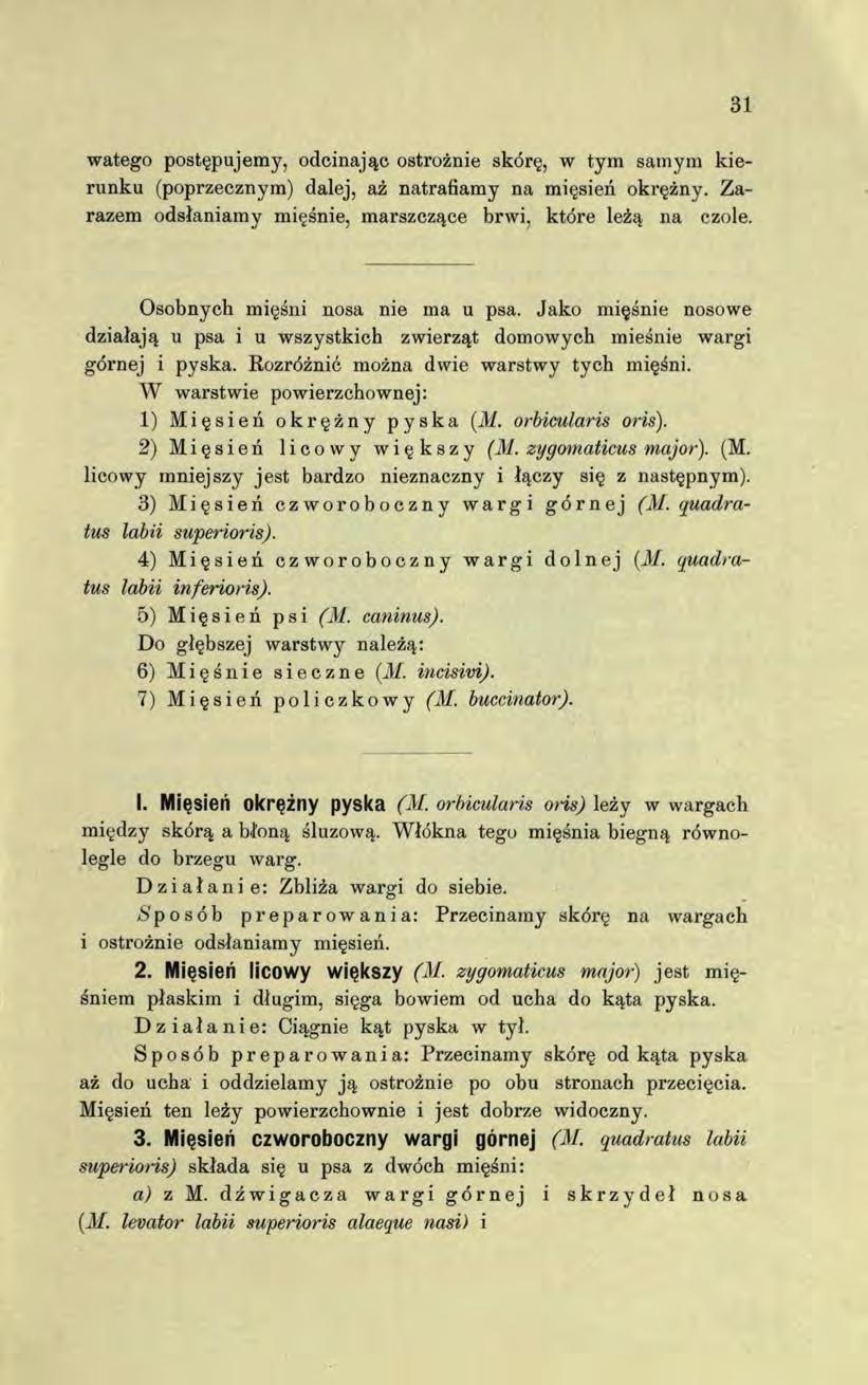watego postępujemy, odcinając ostrożnie skórę, w tym samym kierunku (poprzecznym) dalej, aż natrafiamy na mięsień okrężny. Zarazem odsłaniamy mięśnie, marszczące brwi, które leżą na czole.