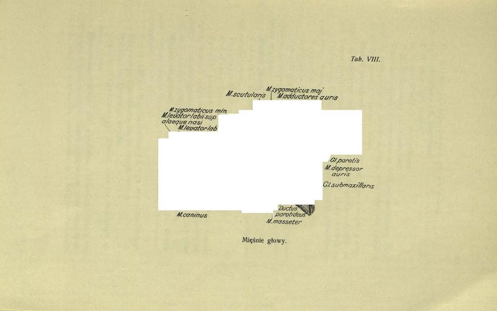 Tab. VIII.
