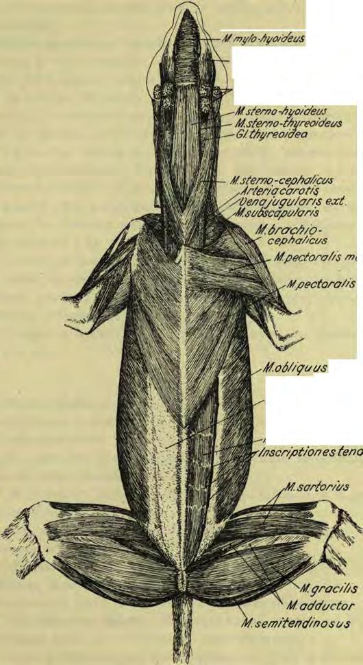 stern o-tf/yreoideus G/tf/yreo/aea M.stemo-cepM/cus,/trter/a corot/s /yoe/?