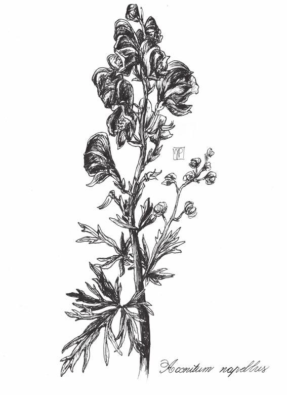 aconitum