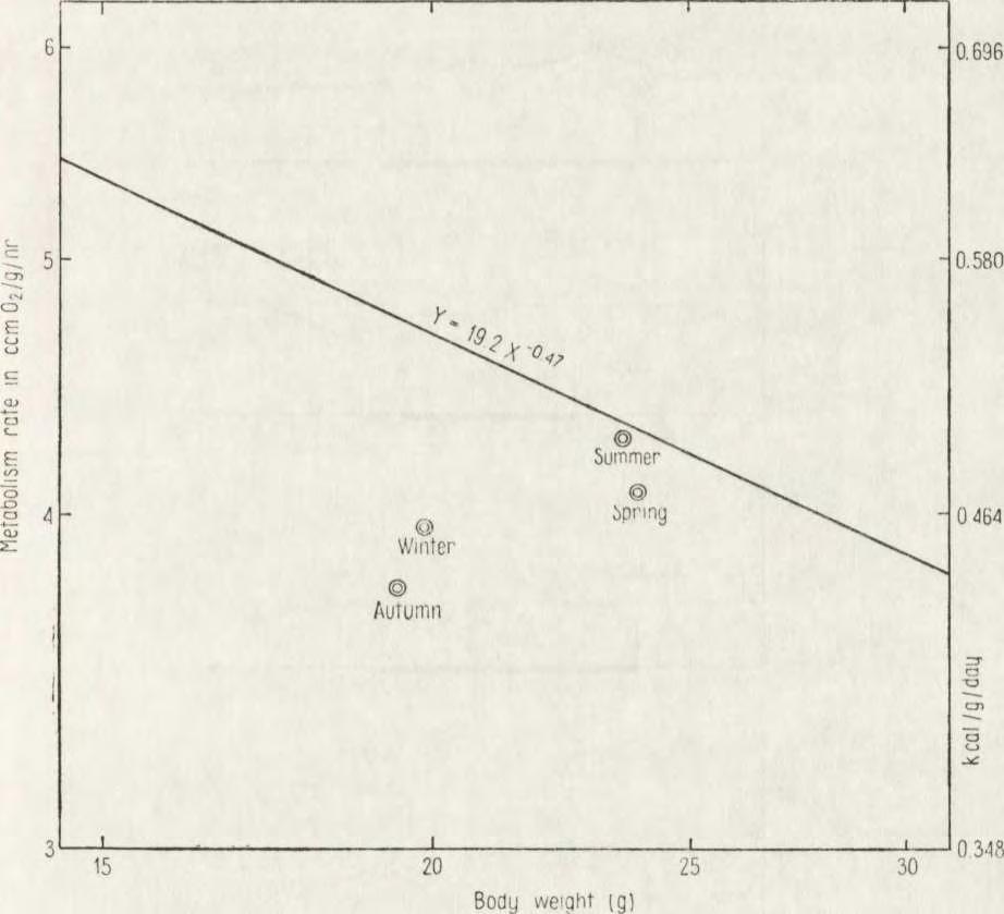 After Grodzinski & Gorecki (1967) slightly modified. sleep) the consumption is lower by circa 90% (Table 2).